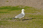 Common Gull