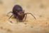 Dicyrtoma fusca