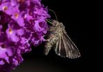 Silver Y Moth