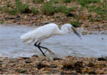 Large Egret