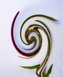 Magnolia Bud.