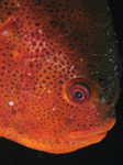 Cyclopterus lumpus
