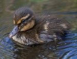 Mallard