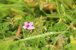 Common Stork's-bill flower, Arne, Dorset