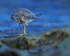 Wandering Tattler scratching, Ke'e Beach, Kauai