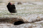 Turkey Vulture near penguin burrow, Volunteer Point, Falklands