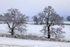 Snowy Oaks No.1
