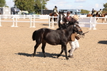 SBM_12933