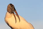 Wood Stork rubs back, Wakodahatchee Wetlands, Florida