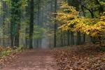 Into the Mist