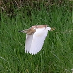 Squacco Heron (Ardeola ralloides)