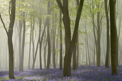 Bluebell mist breakthrough II