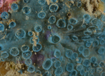 Hymedesmia paupertas