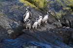 Magellanic Pinguin