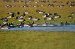 Barnacle Geese