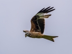 Red Kite