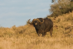 Buffalo