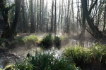 Green Pool, Cannop
