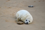 Atlantic Grey Seal