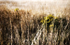 Grass 11