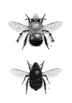 Anthophora plumipes Combo