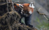Red Panda