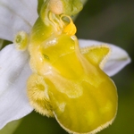 Bee Orchid yellow variety (Ophrys apifera var chlorantha)