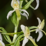 Lesser butterfly orchid (Platanthera bifolia)