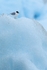 Sabine's Gull resting atop iceberg, Jokulsarlon, Iceland