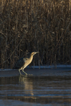 Bittern reflection in the morning sun