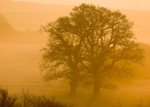 Culm valley morning