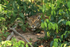 Jaguar head surrounded by bushes, Rio Sao Lourenco, Brazil