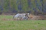 Reindeer