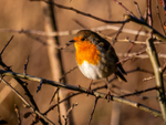 Robin