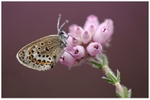 Silver Studded Blue on Pink Bell Heather