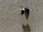 P1079436
