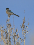 Western Scrub-Jay, Bosque del Apache, New Mexico