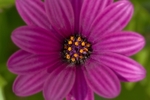 Flower Study 02 C
