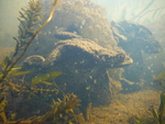 Common Toad_ct_001