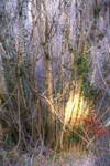 3rd February Splash of Gold