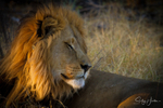 Dozing King