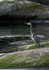 SBH005: Grey Heron