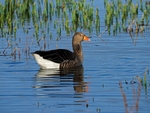 Greylag Goose