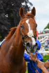 170623-Race 2-Wild Lion-0394