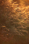 Golden meadow grass _FL053