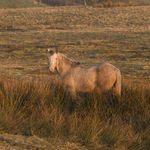 Gray Mare Pony,  Ireland