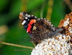 August 2021 - Red Admiral