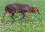 Muntjac Deer portfolio
