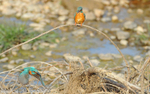 Common Kingfisher's couple.