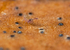Dicyrtoma fusca - Juvenile